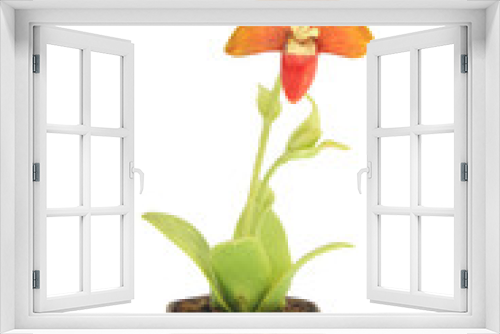 Fototapeta Naklejka Na Ścianę Okno 3D - flower in flowerpot on white