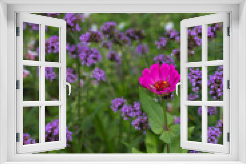 Fototapeta Naklejka Na Ścianę Okno 3D - Pink Flower Surrounded by Purple Flowers 