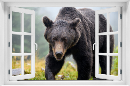 Fototapeta Naklejka Na Ścianę Okno 3D - Wild Brown Bear (Ursus Arctos) in the forest. Animal in natural habitat