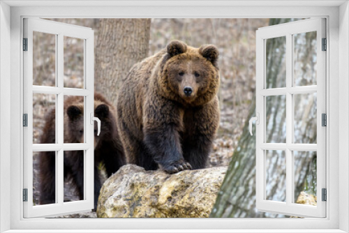 Fototapeta Naklejka Na Ścianę Okno 3D - Wild Brown Bear (Ursus Arctos) in the autumn forest. Animal in natural habitat