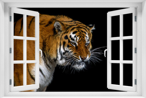 Fototapeta Naklejka Na Ścianę Okno 3D - Angry big tiger isolated on black background