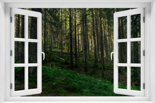 Fototapeta Naklejka Na Ścianę Okno 3D - dense coniferous forest. beautiful forest background