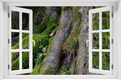 Fototapeta Naklejka Na Ścianę Okno 3D - moss covered rocks