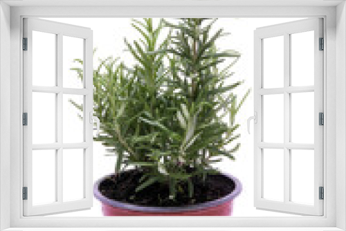 Fototapeta Naklejka Na Ścianę Okno 3D - Savory fresh herb rosemary growing in brown flower pot isolated on white