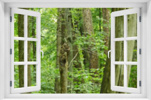 Fototapeta Naklejka Na Ścianę Okno 3D - Forest Green