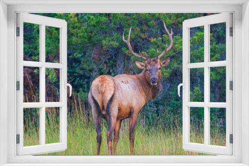 Fototapeta Naklejka Na Ścianę Okno 3D - The elk (Cervus canadensis), also known as the wapiti, is one of the largest species within the deer family, Cervidae.