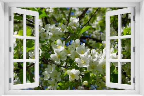 Fototapeta Naklejka Na Ścianę Okno 3D - Blossoming apple tree