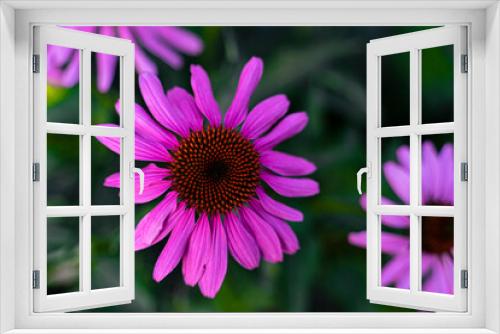 Fototapeta Naklejka Na Ścianę Okno 3D - Echinacea purpurea copy space. Vegetable background macro texture Photo of good quality