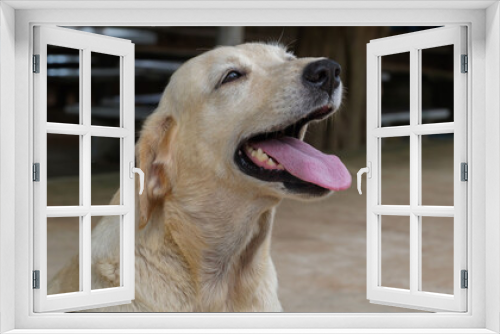 Fototapeta Naklejka Na Ścianę Okno 3D - A beautiful and cute Golden Retriever is sitting smiling. Labrador, purebred dog. Super cute.