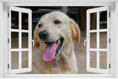 Fototapeta Naklejka Na Ścianę Okno 3D - A beautiful and cute Golden Retriever is sitting smiling. Labrador, purebred dog. Super cute.