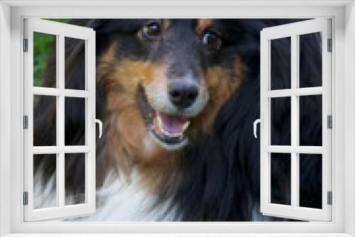 Fototapeta Naklejka Na Ścianę Okno 3D - Portrait of beautiful black, tan, and white Shetland Sheepdog, also known as a Sheltie, a herding dog is looking off to the side, laying on grass.