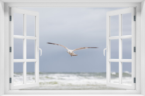 Fototapeta Naklejka Na Ścianę Okno 3D - Seagull in the natural environment on the Baltic Sea.