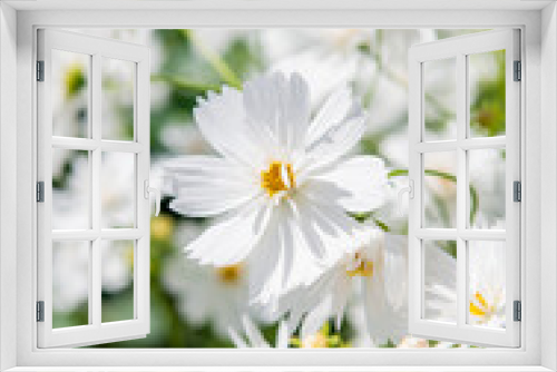 Fototapeta Naklejka Na Ścianę Okno 3D - White Cosmos Flowers Growing Outside and Bees Flying Around