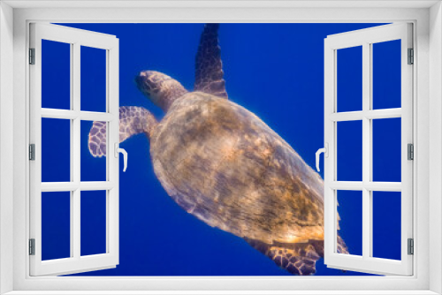 Fototapeta Naklejka Na Ścianę Okno 3D - green sea turtle swims to the surface in deep blue water view from the side