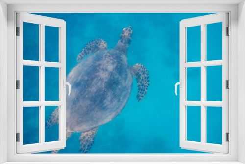 Fototapeta Naklejka Na Ścianę Okno 3D - hawksbill turtle swimming to the surface while diving in egypt