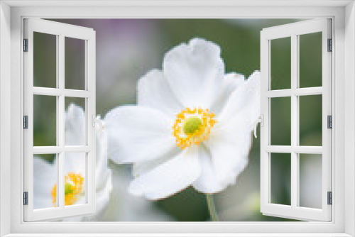 Fototapeta Naklejka Na Ścianę Okno 3D - White flower