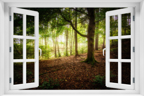 Fototapeta Naklejka Na Ścianę Okno 3D - magical forest
