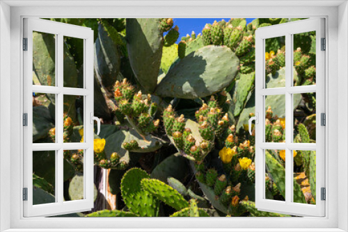 Fototapeta Naklejka Na Ścianę Okno 3D - Flowering prickly pear on the island of Corfu