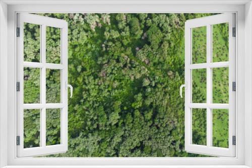 Fototapeta Naklejka Na Ścianę Okno 3D - Aerial view forest tree, Rainforest ecosystem and healthy environment concept and background, Texture of green tree forest top view from above, forest in Jijel Algeria Africa, African forest