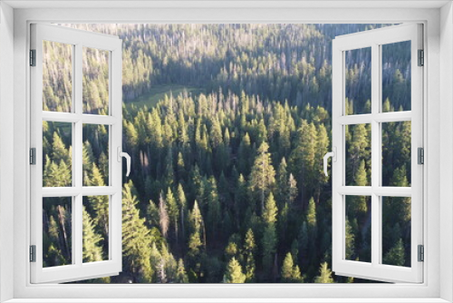 Fototapeta Naklejka Na Ścianę Okno 3D - Aerial view of a forest full of trees with sunlight coming in from the side. The trees are green and it is summer.