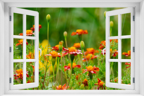 Fototapeta Naklejka Na Ścianę Okno 3D - Ogród po deszczu. Liczne, czerwono pomarańczowe kwiaty aksamitki rozpierzchłej, liście i łodygi roślin są mokre od padającego deszczu. W tle widoczne są białe, drobne kwiaty smagliczki nadmorskiej.