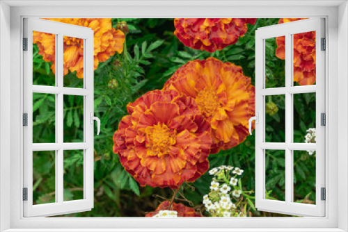Fototapeta Naklejka Na Ścianę Okno 3D - Ogród po deszczu. Liczne, czerwono pomarańczowe kwiaty aksamitki rozpierzchłej, liście i łodygi roślin są mokre od padającego deszczu. W tle widoczne są białe, drobne kwiaty smagliczki nadmorskiej.