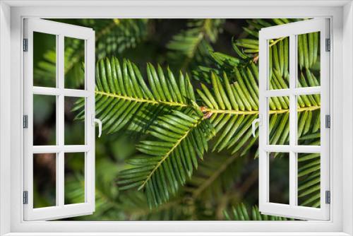 Fototapeta Naklejka Na Ścianę Okno 3D - Leaves of Plum Yew (Cephalotaxus harringtonia var. nana Nakai)