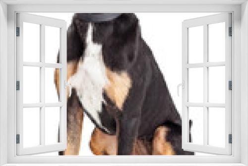 Fototapeta Naklejka Na Ścianę Okno 3D - Cute Friendly Hound Crossbreed Dog Extracted
