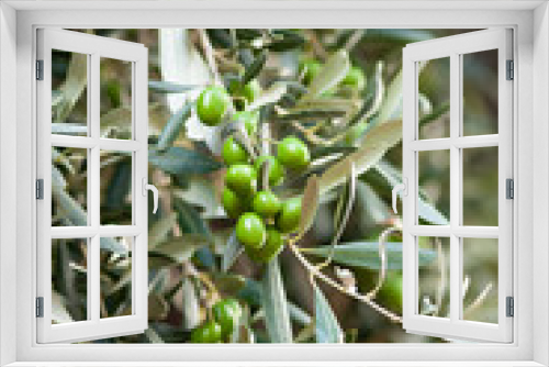 Fototapeta Naklejka Na Ścianę Okno 3D - green olives on tree