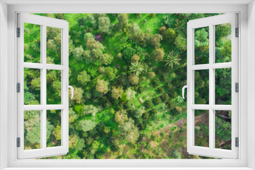 Fototapeta Naklejka Na Ścianę Okno 3D - Aerial view green tree tropical rainforest