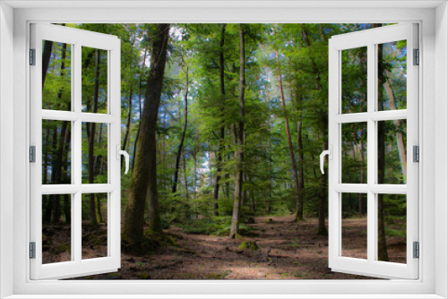 Fototapeta Naklejka Na Ścianę Okno 3D - la forêt