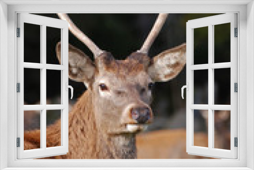 Fototapeta Naklejka Na Ścianę Okno 3D - Closeup of a deer with antler