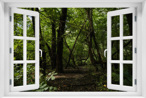 Fototapeta Naklejka Na Ścianę Okno 3D - Greenery and wilderness. Deep into woods. Blooming forest trees. Greenery foliage sunlight. Beautiful woodland path landscape