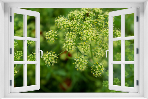 Fototapeta Naklejka Na Ścianę Okno 3D - Blooming parsley inflorescence on a blurred green background, close-up. Composition from parsley flowers for publication, poster, calendar, post, screensaver, wallpaper, post, banner, cover, website