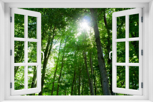 Fototapeta Naklejka Na Ścianę Okno 3D - Sonne scheint durch die Bäume im Wald auf eine Lichtung
