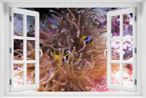 Fototapeta Naklejka Na Ścianę Okno 3D - red sea clown fish