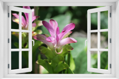 Fototapeta Naklejka Na Ścianę Okno 3D - pink flower Curcuma zanthorrhiza