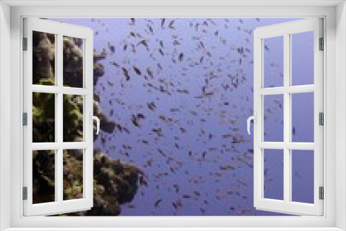 Fototapeta Naklejka Na Ścianę Okno 3D - red sea fish and coral reef of blue hole egypt