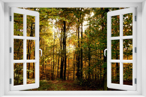 Fototapeta Naklejka Na Ścianę Okno 3D - Blick in einen herbstlichen Wald von einem Waldweg dieser links im Bild gesäumt von zahlreichen Bäumen noch viele Blätter an den Bäumen rot gelb orange grün sonnendurchflutet