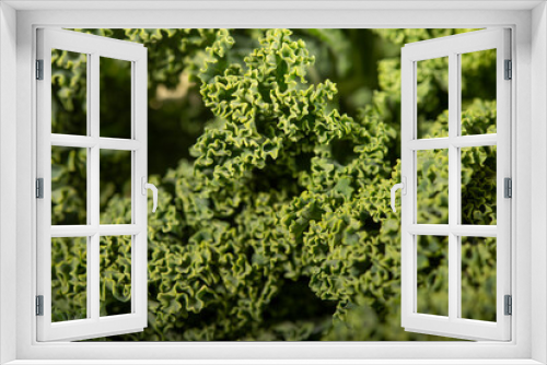 Fototapeta Naklejka Na Ścianę Okno 3D - Close up of fresh broccoli. 