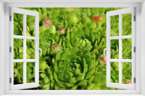 Fototapeta Naklejka Na Ścianę Okno 3D - ROJNICZEK POSPOLITY ROJOWNIK samoroda kwiat jasnożółty rojnik