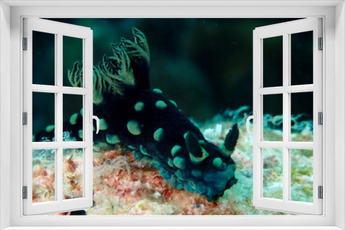 Fototapeta Naklejka Na Ścianę Okno 3D - Macro shot of nudibranch at Tenggol Island