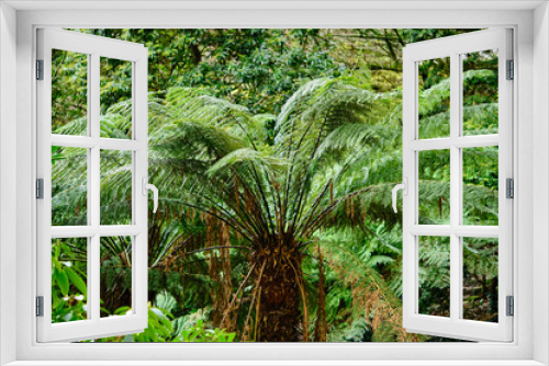 Fototapeta Naklejka Na Ścianę Okno 3D - The tree ferns are arborescent (tree-like) ferns that grow with a trunk elevating the fronds above ground level, making them trees. Most tree ferns are members of the 