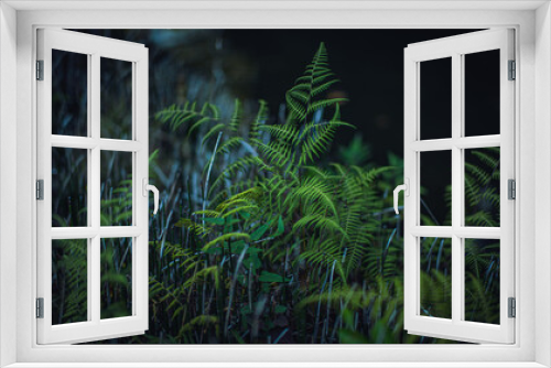 Fototapeta Naklejka Na Ścianę Okno 3D - 日本庭園とシダ