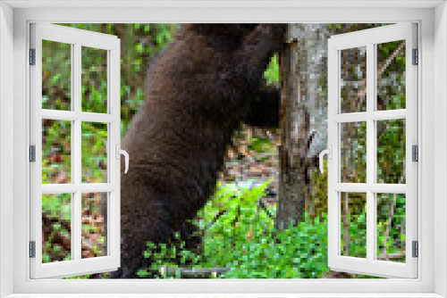 Fototapeta Naklejka Na Ścianę Okno 3D - little Bear