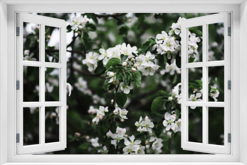 Fototapeta Naklejka Na Ścianę Okno 3D - White flower on the tree. Apple and cherry blossoms. Spring flowering.