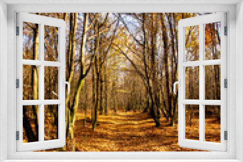Fototapeta Naklejka Na Ścianę Okno 3D - Autumn landscape. Yellow, red, orange and brown leaves. Fall foliage during autumn season with warm sunlight in the forest.