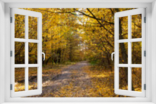 Fototapeta Naklejka Na Ścianę Okno 3D - Autumn landscape. Yellow, red, orange and brown leaves. Fall foliage during autumn season with warm sunlight in the forest.