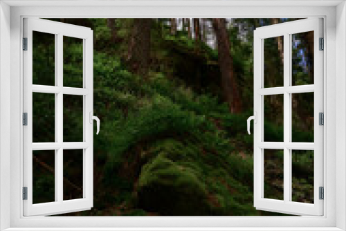 Fototapeta Naklejka Na Ścianę Okno 3D - pine forest in the morning