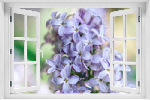 Fototapeta Naklejka Na Ścianę Okno 3D - Blooming lilac flowers on blurred background. Fresh spring concept.